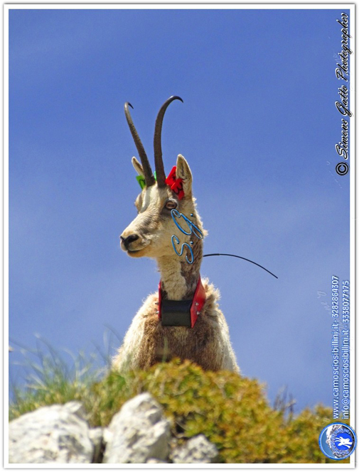 Camoscio d''Abruzzo Rupicapra pyrenaica ornata